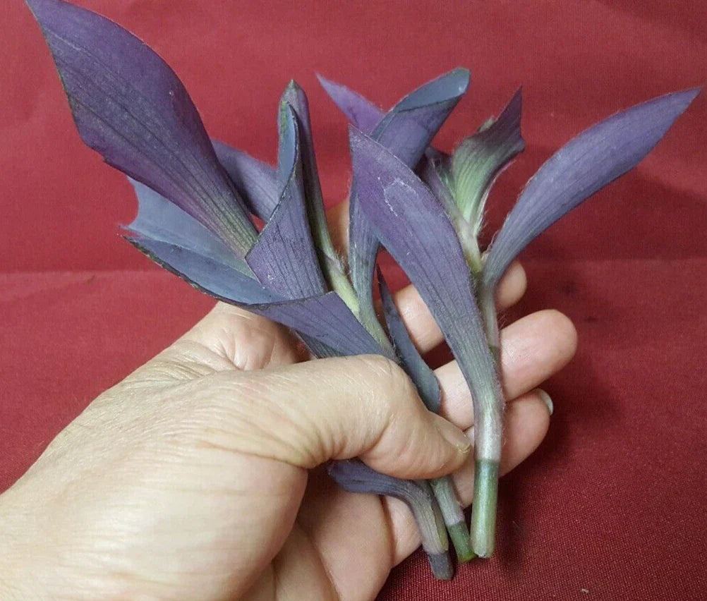 Live Purple Heart Plant Cuttings 4-5 Inch Long - Tradescantia pallida - 8 Pieces