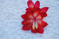 Christmas Cactus Starter Plant - Star Dust Variety - Schlumbergera Truncata - Well Rooted Plant for Easy Care