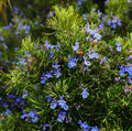 Rosemary Live Plant - 1 Pot, Upright Variety, 6-8 Inches Tall, Rosmarinus officinalis