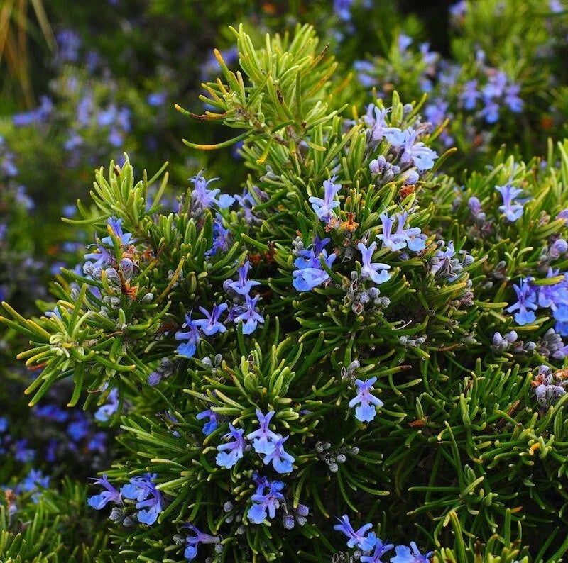 Rosemary Live Plant - 1 Pot, Upright Variety, 6-8 Inches Tall, Rosmarinus officinalis