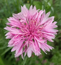 Pink Bachelor Button Seeds - 400+ Tall Cornflower - Centaurea Cyanus - Flower Garden Seeds for Vibrant Blooms