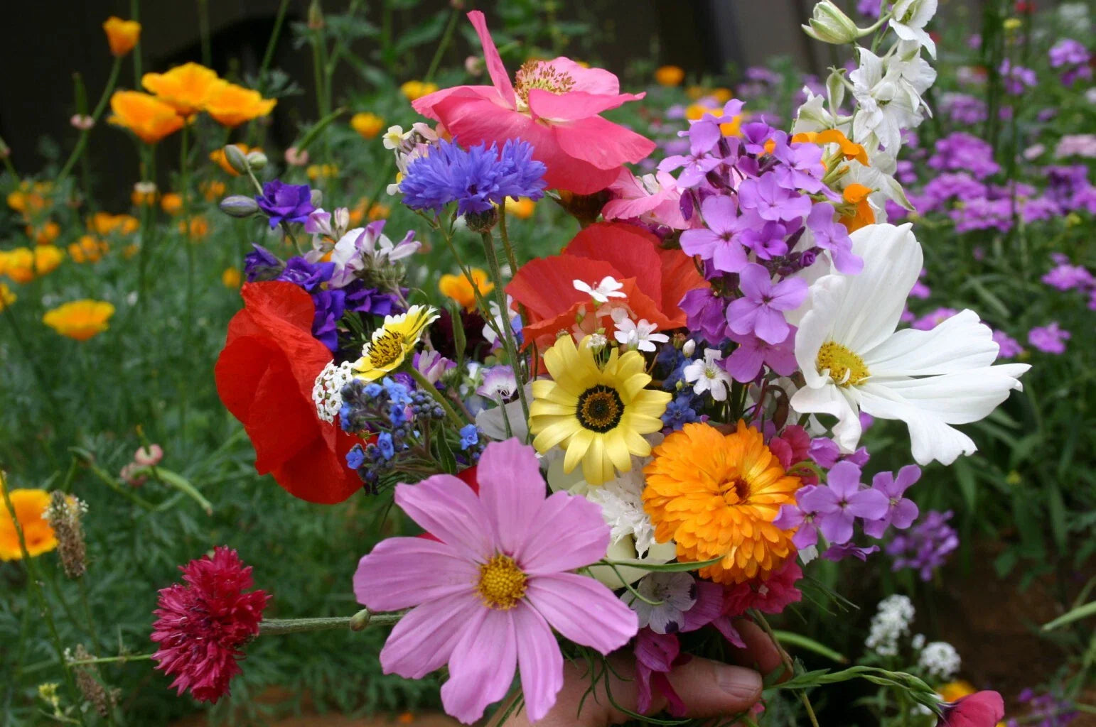 Wildflower Mix - Cascade Kaleidoscope - 35 Species - Annuals & Perennials - Native Flower Seeds