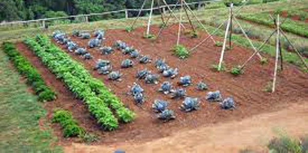 Vegetable Seeds Collection Medium - 30 Heirloom Varieties for Home Garden, Non-GMO Vegetable Seed Garden Collection