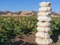 Organic White Boer Pumpkin Seeds - 10 Stackable Seeds - USA Grown - Heirloom Variety