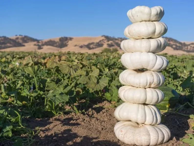 Organic White Boer Pumpkin Seeds - 10 Stackable Seeds - USA Grown - Heirloom Variety