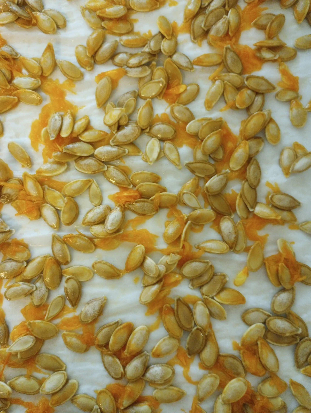 Organic Heirloom Seminole Pumpkin Seeds - 20+ Seeds - Florida Native - Cucurbita moschata