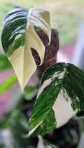 Pothos Plant 3" Pot Albo Variegata White & Green Epipremnum Pinnatum Rooted