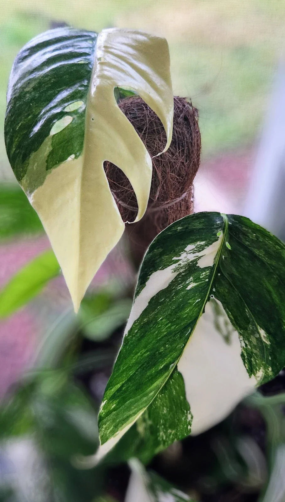 Pothos Plant 3" Pot Albo Variegata White & Green Epipremnum Pinnatum Rooted