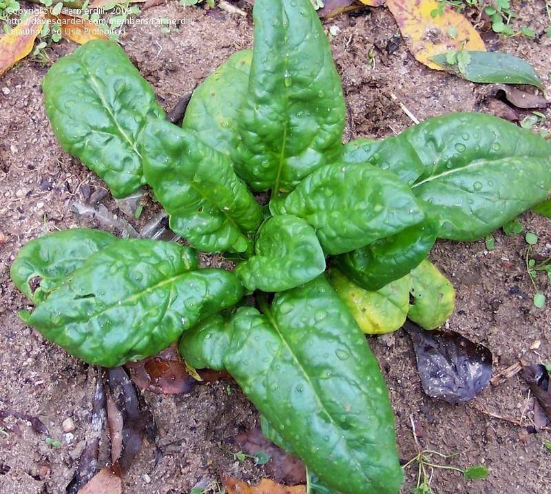 Spinach Seeds 500 Count Bloomsdale Long Standing Heirloom Non-GMO (Spinacia oleracea)