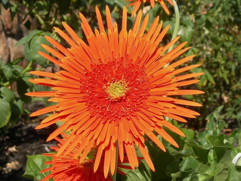 Orange Gerbera Spider Daisy Seeds - 50+ Pack - Ideal for Garden Planting - Gerbera Jamesonii