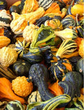Gourd Seeds Mix - Small & Large Heirloom NON-GMO Garden Seeds - Fresh Variety for Planting