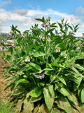 Comfrey Plant Cuttings - 12 Root Cuttings - Bocking #4 - Non-invasive Healing Herb - Symphytum × uplandicum