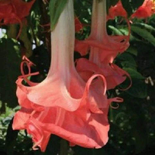 Double Pink Angel Trumpet Seeds - Brugmansia Datura Flower Seeds - Pack of 10 - Tropical Blooms