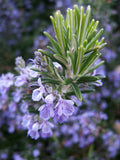 Rosemary Seeds - NON-GMO Heirloom - Multiple Sizes - Rosmarinus officinalis - Free Shipping