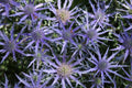 Purple Sea Holly Thistle Seeds - 200+ Pack for Garden Planting - Eryngium planum - USA