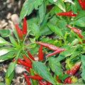 Thai Sun Hot Pepper Seeds - 25+ Pack for Garden Planting - Capsicum annuum - Non-GMO, USA Grown, Free Shipping