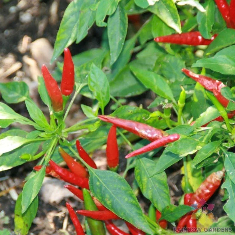 Thai Sun Hot Pepper Seeds - 25+ Pack for Garden Planting - Capsicum annuum - Non-GMO, USA Grown, Free Shipping