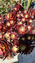 Live Rooted Succulent 4"-5" Aeonium Purple Fire Cracker (Aeonium) - Unique Colorful Indoor Plant