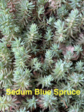 Sedum Ground Cover Plants - 10 Pack, Blue Spruce, Perennial Succulents, Hardy (Sedum reflexum), 2-4 inches, Zones 4-8