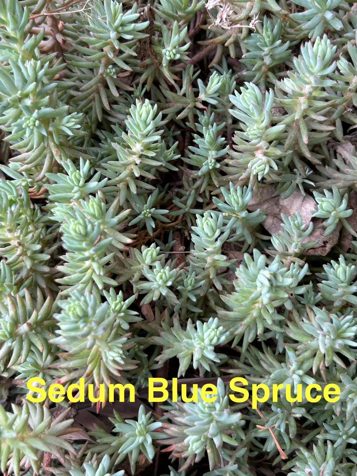 Sedum Ground Cover Plants - 10 Pack, Blue Spruce, Perennial Succulents, Hardy (Sedum reflexum), 2-4 inches, Zones 4-8