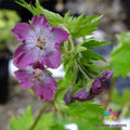 Mottisfont Rose Geranium Seeds - 25+ Pack for Garden Planting - Pelargonium 'Mottisfont' - USA