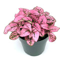 Hypoestes Pink Splash Live Potted House Plant, 2.5" Pot, Air Purifying, Hypoestes Phyllostachya