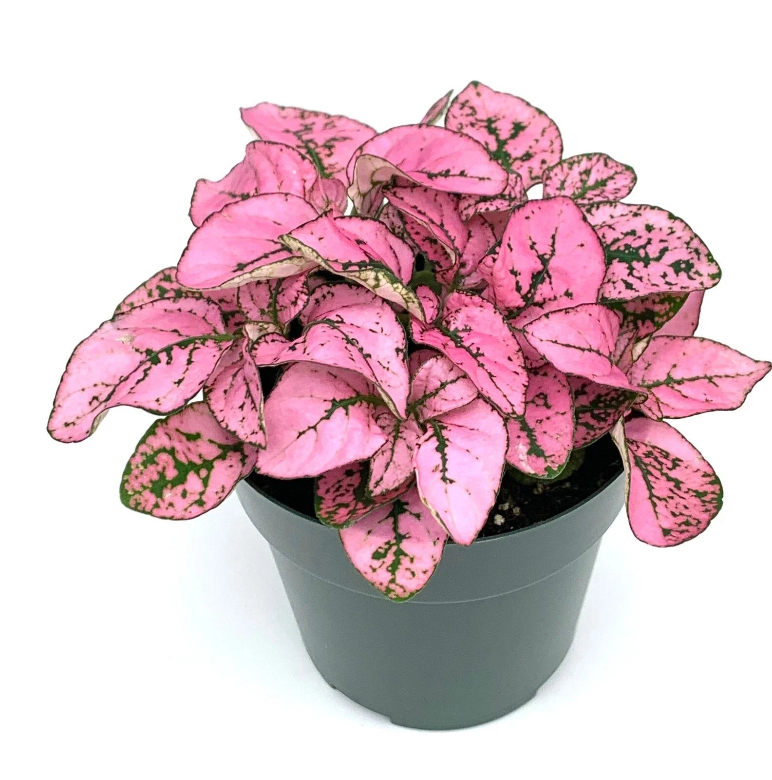 Hypoestes Pink Splash Live Potted House Plant, 2.5" Pot, Air Purifying, Hypoestes Phyllostachya