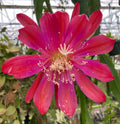 Epiphyllum Orchid Cactus 3" Pot Sparkling Burgundy Rooted Plant