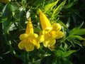 Organic Esperanza Seeds - 25+ Yellow Bells, Yellow Elder Bush, Tecoma Stans - Non-GMO Gardening Seeds