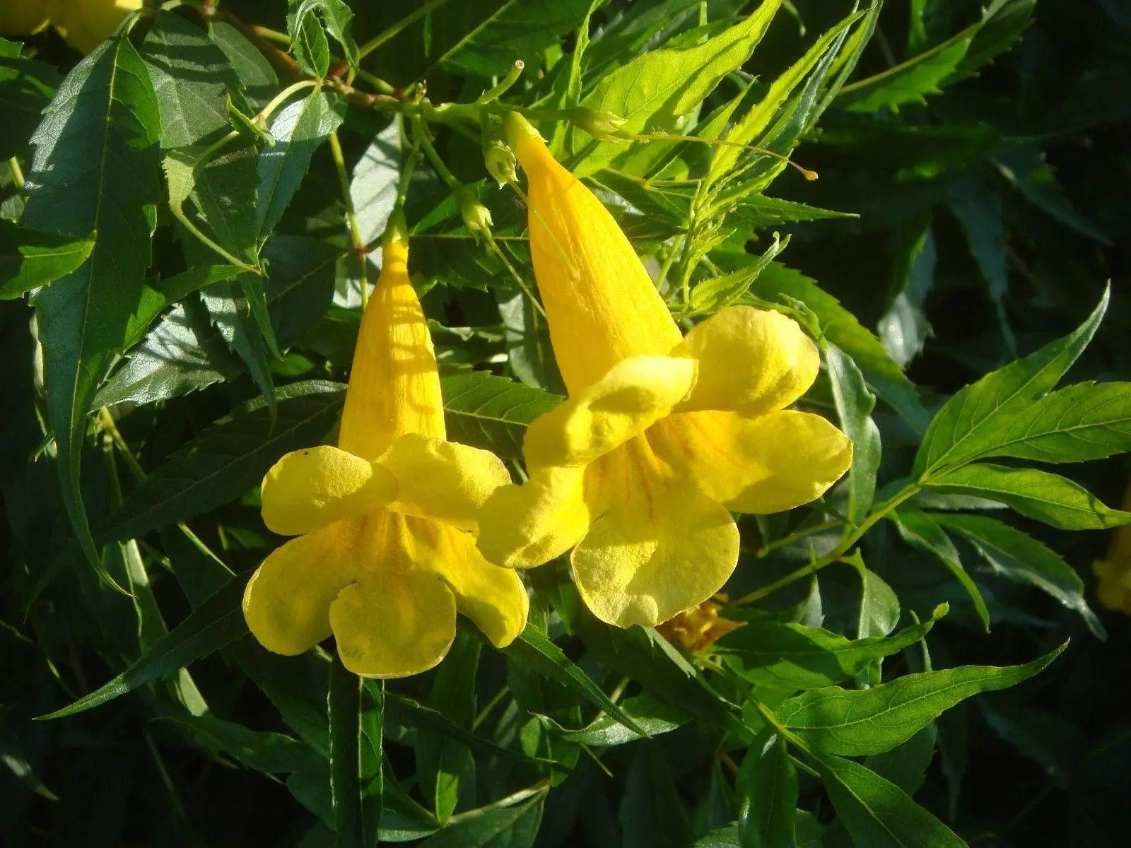 Organic Esperanza Seeds - 25+ Yellow Bells, Yellow Elder Bush, Tecoma Stans - Non-GMO Gardening Seeds