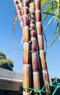 Rare Jamaican Variegated Sugarcane Cutting - Striped Sugar Cane with 2 Nodes - Saccharum spontaneum