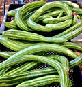 Armenian Dark Green Cucumber Seeds - 100+ Non-GMO, Organic, Open Pollinated - Cucumis melo