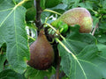 Olympian Fig Tree Plant 3-8 Inches Bare Root Ficus carica Live Starter Plant - Sweet Purple Fruit, Self-Pollinating