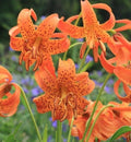 Tiger Lily Rooted Bulbs - Double Orange Splendens - Lilium lancifolium - Perennial Garden Plant