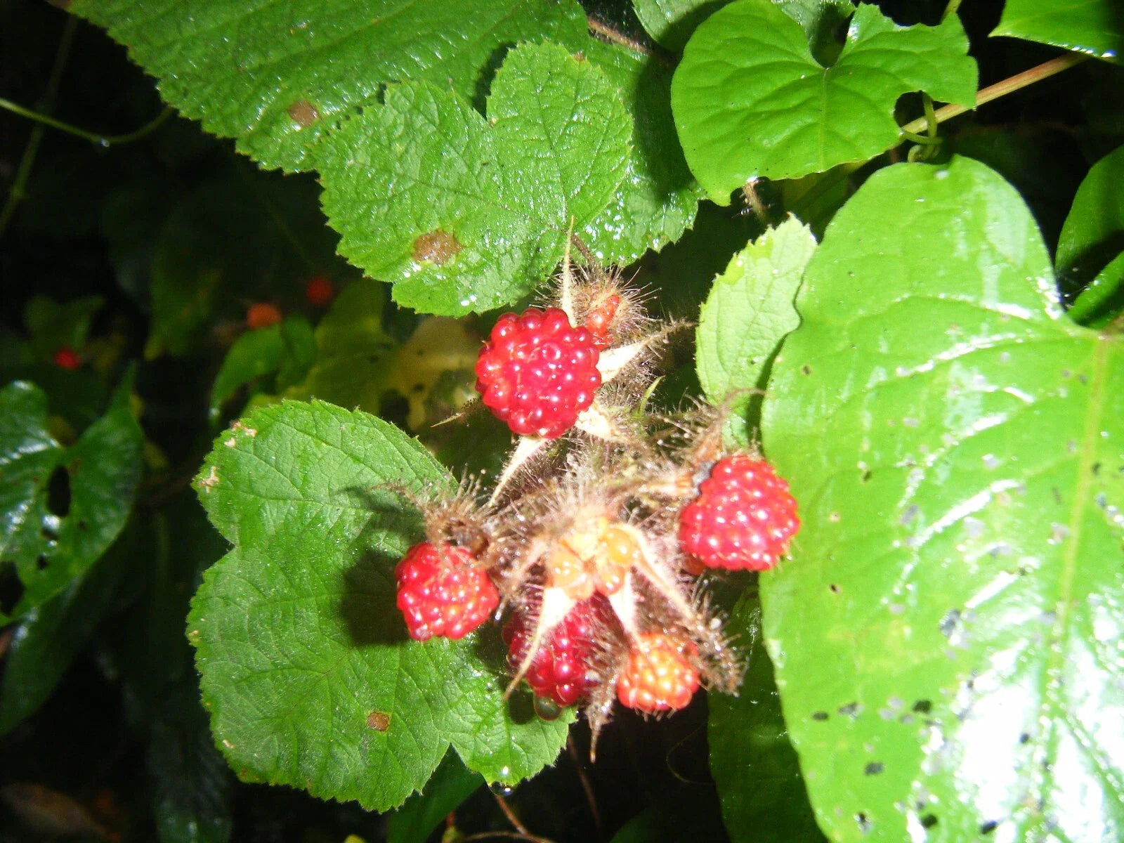 Live 5 Inch Japanese Raspberry Plants - Rubus japonicus - Fresh Rooted Growth, 3 Pack