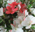 Azalea Starter Plant - White & Peach Striped Variety - Rhododendron Deciduous