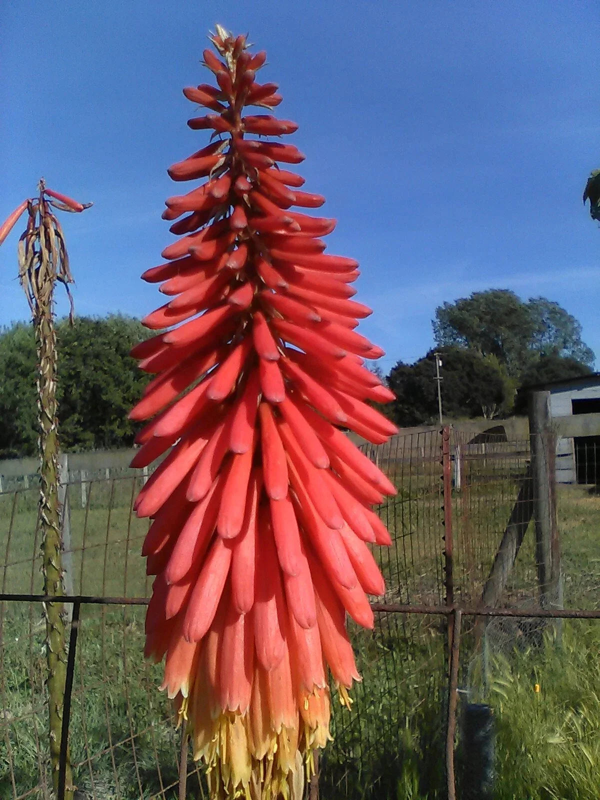 Red Hot Poker Plants - 4 Pack - Kniphofia uvaria - Vibrant Red Flowers for Garden or Landscaping