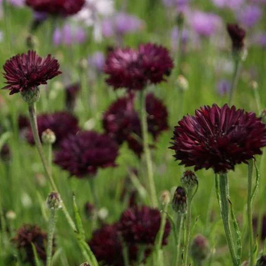 Cornflower Seeds - Almost Black Purple - Bachelor's Button - Non-GMO - 200 Seeds - Centaurea cyanus