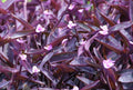 Purple Heart Wandering Jew Cuttings 4+ Fresh Cuttings, Tradescantia pallida, Easy to Grow Houseplant