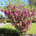 Red Flowering Currant Shrub Seeds - 10 Pack - Ribes sanguineum - Ornamental Hedge Bush