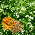 Cumin Seeds for Planting - Brown Jeera Zeera - Indian Variety from Rajasthan & Gujarat - Cuminum cyminum