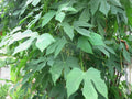 Maple Leaf Chaya Cuttings - Organic Non-Sting Edible Plant, Cnidoscolus chayamansa, 7 Pieces