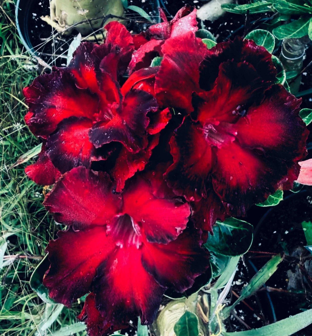 Black Swan Desert Rose Seedling Plant - Small 4-6 inches - Adenium Obesum - Unique Black Flowers