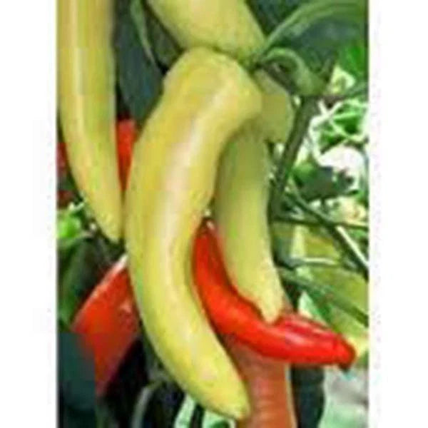 Sweet Hungarian Yellow Wax Pepper Seeds, Heirloom, Non-GMO, 20+ Seeds