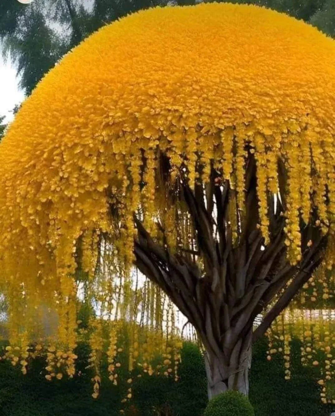 Golden Shower Tree Seeds (30 Seeds) - Weeping Yellow Blooms, Cassia fistula, Tropical Flowering Plant