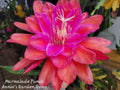 Epiphyllum Cuttings - 8 to 10 Inches - Marmalade Punch - Unrooted Epiphyllum hybrid