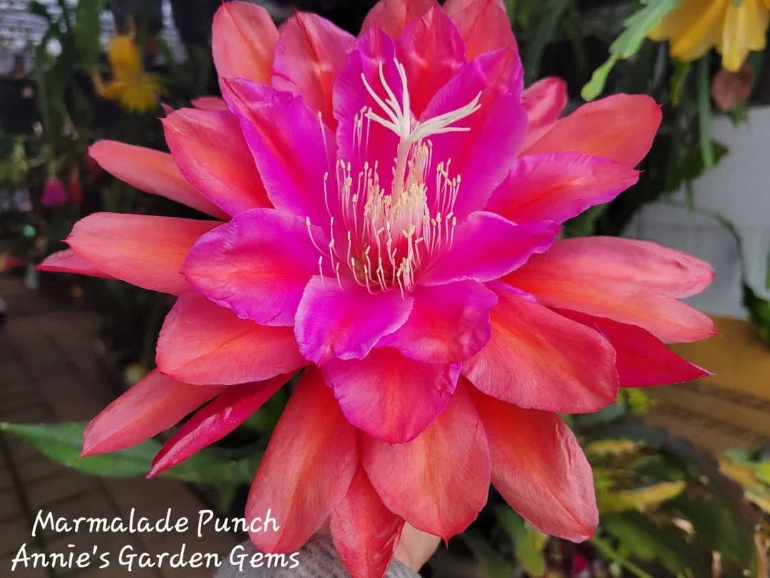 Epiphyllum Cuttings - 8 to 10 Inches - Marmalade Punch - Unrooted Epiphyllum hybrid