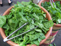 Spinach Seeds 230 Count Bloomsdale Long Standing Spinacia oleracea - Non-GMO, Heirloom Variety, Fast Germination