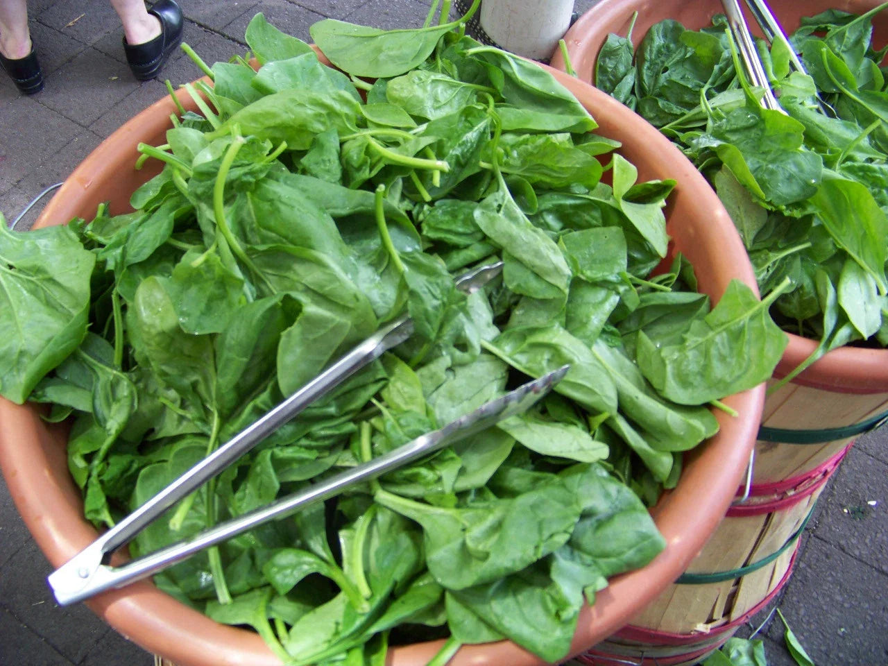 Spinach Seeds 230 Count Bloomsdale Long Standing Spinacia oleracea - Non-GMO, Heirloom Variety, Fast Germination