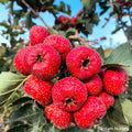 Giant Globe Chinese Hawthorn Tree, Bare Root, 大金星山楂, Crataegus pinnatifida